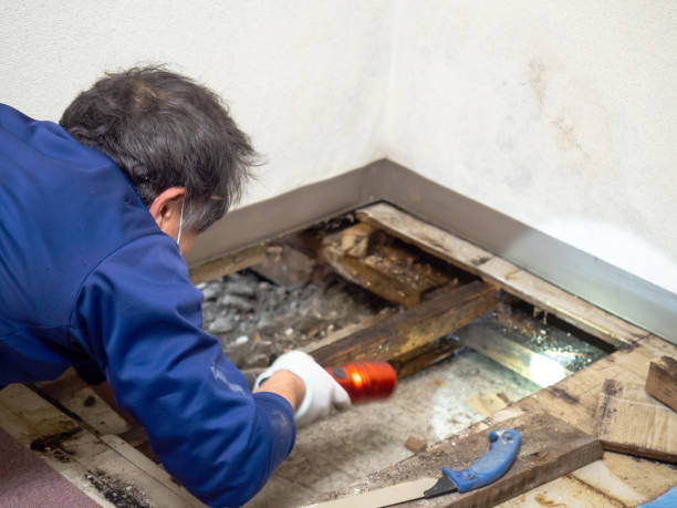 Best Home Mold Removal  in Lla Lla East, WA