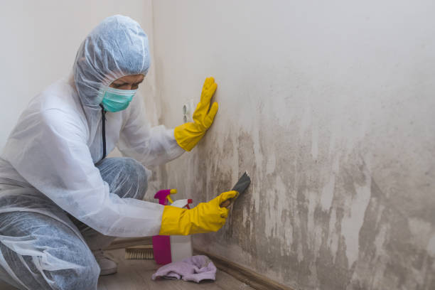 Best Black Mold Removal  in Lla Lla East, WA