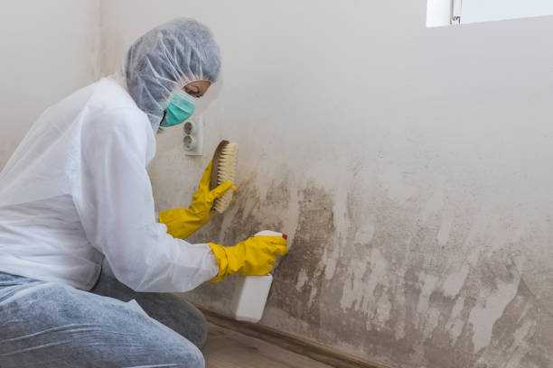 Best Commercial Mold Removal  in Lla Lla East, WA