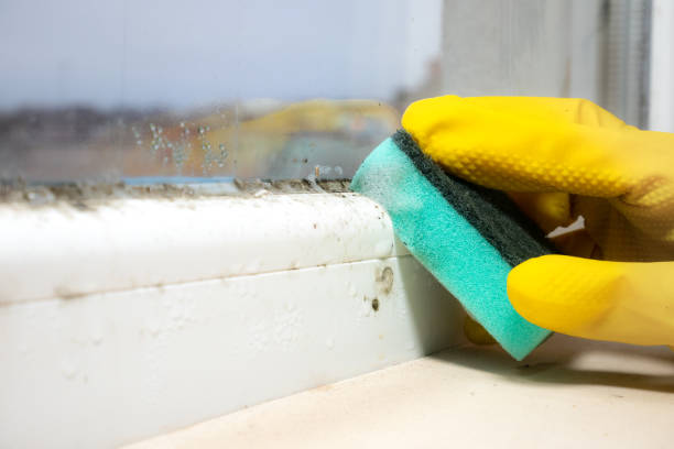 Best Mold Damage Repair  in Lla Lla East, WA