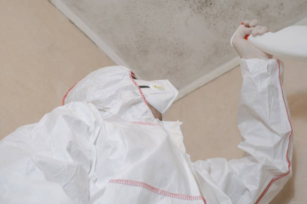 Best Mold Removal Company Near Me  in Lla Lla East, WA